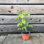 Malina červená, remontantná (Rubus idaeus) ´HÉRITAGE´ - výška 10-20 cm, kont. P13